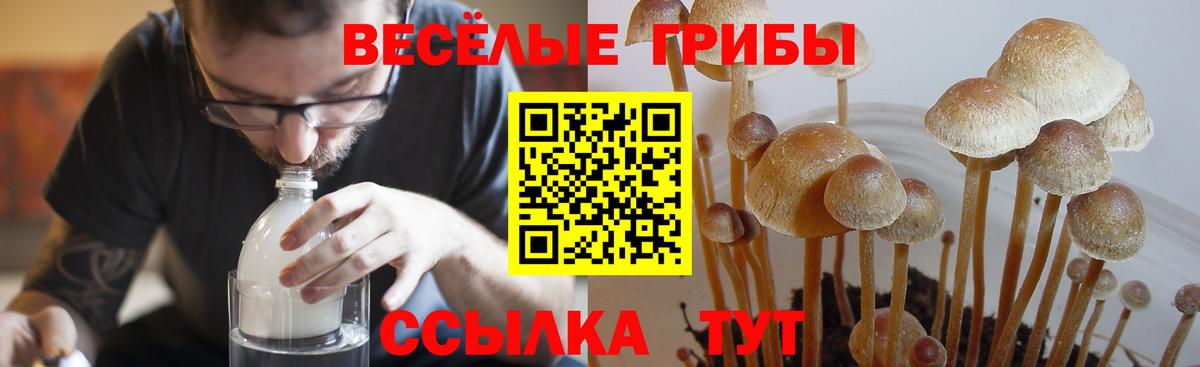 Волжский  Галлюциногенные грибы прущие грибы  Вход с VPN 
